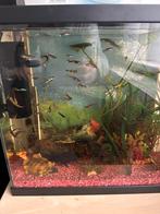 Endler guppu’s, Dieren en Toebehoren, Vis, Zoetwatervis