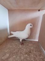4 Kasmieren te koop, Animaux & Accessoires, Oiseaux | Pigeons