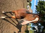 Paard te koop, Dieren en Toebehoren, Paarden, Minder dan 160 cm, Zadelmak, 3 tot 6 jaar, Recreatiepaard