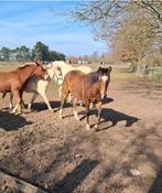 Prachtige merrie, Dieren en Toebehoren, Merrie