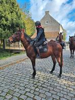 Leuk jong paardje, Dieren en Toebehoren, Paarden