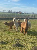 alpaca cria's, Mai, Plusieurs animaux