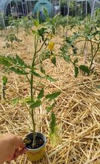 BİO tomatenplanten, per plant voor 1 euro., Tuin en Terras, Planten | Tuinplanten, Ophalen