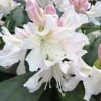 Rhododendron Hybriden, Ophalen, Rhododendron