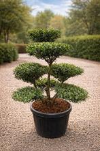 Ilex Green Crenata Bonsai, Tuin en Terras, Ophalen