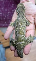 Eigen nakweek van Rhacodactylus leachianus   !, Dieren en Toebehoren, Reptielen en Amfibieën, Overige soorten, 0 tot 2 jaar