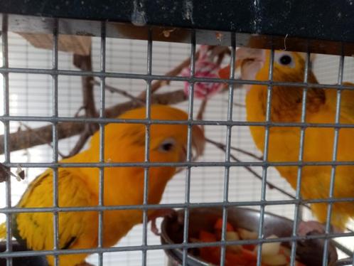 goudparkieten 2024, Dieren en Toebehoren, Vogels | Parkieten en Papegaaien, Papegaai, Meerdere dieren, Tam, Geringd
