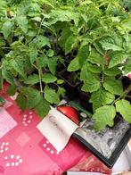 terug nieuw planten ,tomaat, Tuin en Terras, Ophalen, Groenteplanten, Eenjarig