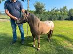 Shetlander merrie, Dieren en Toebehoren, Pony's, Merrie