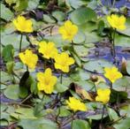Watergentiaan, Tuin en Terras, Planten | Tuinplanten, Ophalen, Volle zon, Vaste plant, Zomer