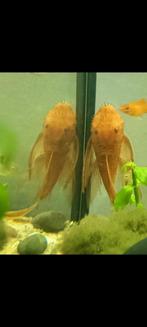 Ancistrus L144 Super Red Long Fin volwassen mannetje, Dieren en Toebehoren, Vissen | Aquariumvissen