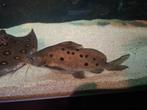Grote synodontis, Vis, Zoetwatervis