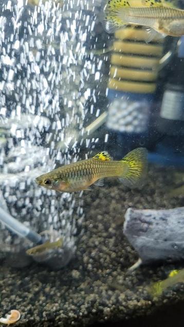 Guppy vrouwtjes te koop of te ruil beschikbaar voor biedingen