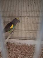 meyer papegaai, Dieren en Toebehoren, Papegaai, Geringd