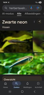 Zwarte neon, Dieren en Toebehoren