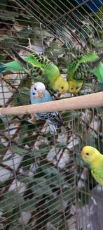 Vogels, Dieren en Toebehoren, Vogels | Parkieten en Papegaaien