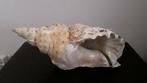 Zeer mooie grote gefossiliseerde schelp, Verzamelen, Ophalen of Verzenden