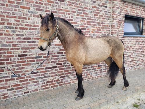 Unieke valkkleurige Connemara D-pony, Dieren en Toebehoren, Pony's, Ruin, Onbeleerd, D pony (1.37m tot 1.48m), Springpony, 3 tot 6 jaar