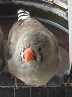 Diamant mandarin, Dieren en Toebehoren, Vogels | Hokken en Kooien, Ophalen