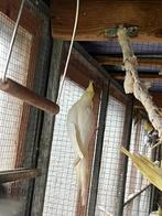 Valkparkieten, Dieren en Toebehoren, Vogels | Parkieten en Papegaaien, Geslacht onbekend, Parkiet