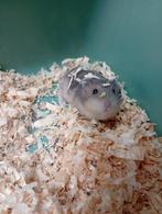 3 dwerghamsters, Hamster, Domestique, Janvier, Femelle