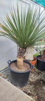 Nolina nelsonii palmboom, Ophalen of Verzenden, Palmboom