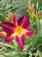 Hemerocallis  RUBY SPIDER, Ophalen of Verzenden