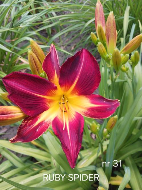 Hemerocallis  RUBY SPIDER, Tuin en Terras, Planten | Tuinplanten, Ophalen of Verzenden