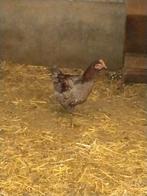 Haan (Blue de Landes), Dieren en Toebehoren, Pluimvee