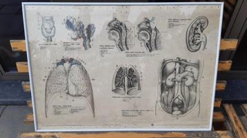 anatomische kaart 1957 SLAVKOVSKÝ beschikbaar voor biedingen