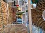 Verschillende forpussen tekoop, Dieren en Toebehoren, Ophalen of Verzenden, Zo goed als nieuw