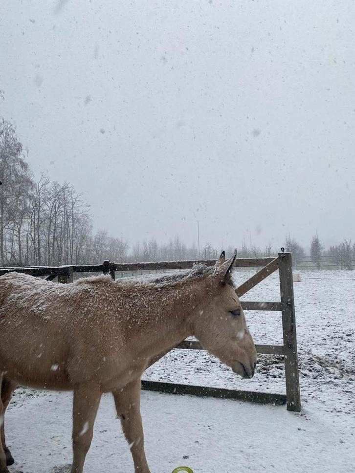 muildier merrie jaarling, Dieren en Toebehoren, Paarden, Merrie, Onbeleerd, 0 tot 2 jaar, Recreatiepaard, Gechipt