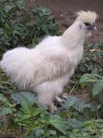 Zijdehoen wit haan, Dieren en Toebehoren, Pluimvee, Mannelijk, Kip