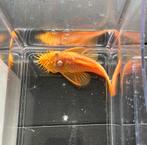 L144 blue eyes kweek man, Dieren en Toebehoren, Vis, Zoetwatervis, Schoolvis