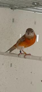 Male tarin rouge dilué, Dieren en Toebehoren, Mannelijk