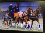 goed onderhouden dressuur/presentatiekoets, Dieren en Toebehoren, Gebruikt, Overige typen, Paard of Pony