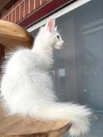 Witte Maine Coon kittens uit uniek bloedlijn met stamboom !, Kater, Gechipt, 0 tot 2 jaar