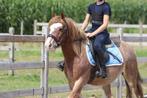 prachtige Roan Tinker ruin, Dieren en Toebehoren, Paarden, Ruin