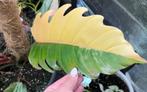 Philodendron Caramel Marble (Leaf Cutting) Half moon, Ophalen of Verzenden