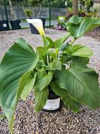 Aronskelk - zantedeschia, Tuin en Terras, Planten | Tuinplanten, Ophalen, Halfschaduw