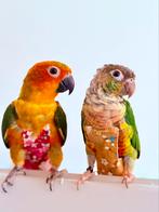 Zonparkiet & pyrrhura, Dieren en Toebehoren, Tam