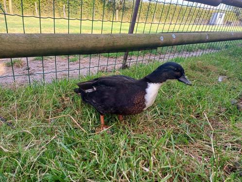 Hollandse kwakers, Dieren en Toebehoren, Pluimvee, Eend, Meerdere dieren