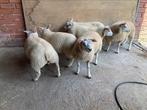 Nederlandse texel ooien, Animaux & Accessoires, Moutons, Chèvres & Cochons
