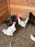 Poulle de bresse hanen te koop, Dieren en Toebehoren, Pluimvee, Mannelijk, Kip