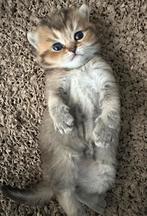 Britse korthaar kittens, Dieren en Toebehoren, Kater, Gechipt, 0 tot 2 jaar