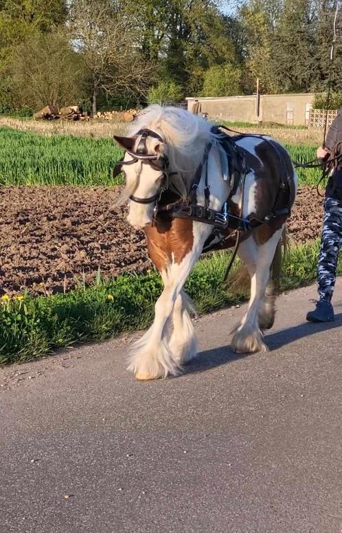 Compleet lederen ponytuig, Animaux & Accessoires, Chevaux & Poneys | Brides & Harnachement, Utilisé, Autres espèces, Enlèvement ou Envoi