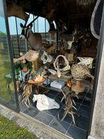 Curiosa oude jacht trofeeën taxidermie opgezette, Ophalen of Verzenden