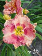 Hemerocallis nr 16, Ophalen of Verzenden