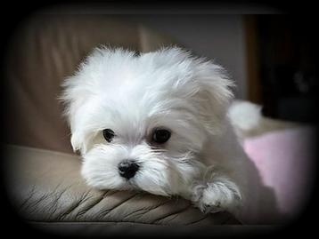 Maltezer pups beschikbaar voor biedingen