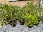 Palmboom, Tuin en Terras, Ophalen, Palmboom